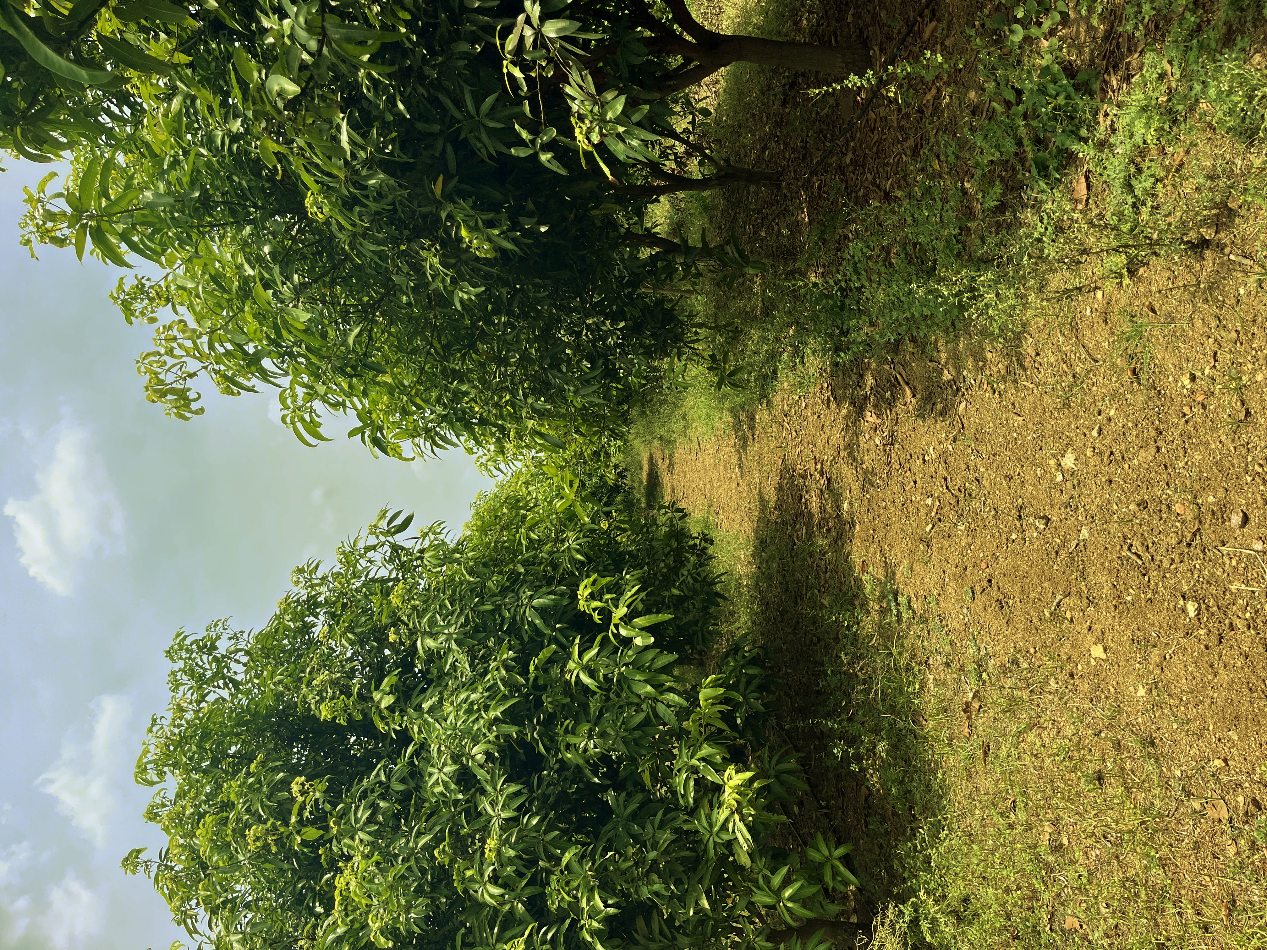 From the OM Farms orchard