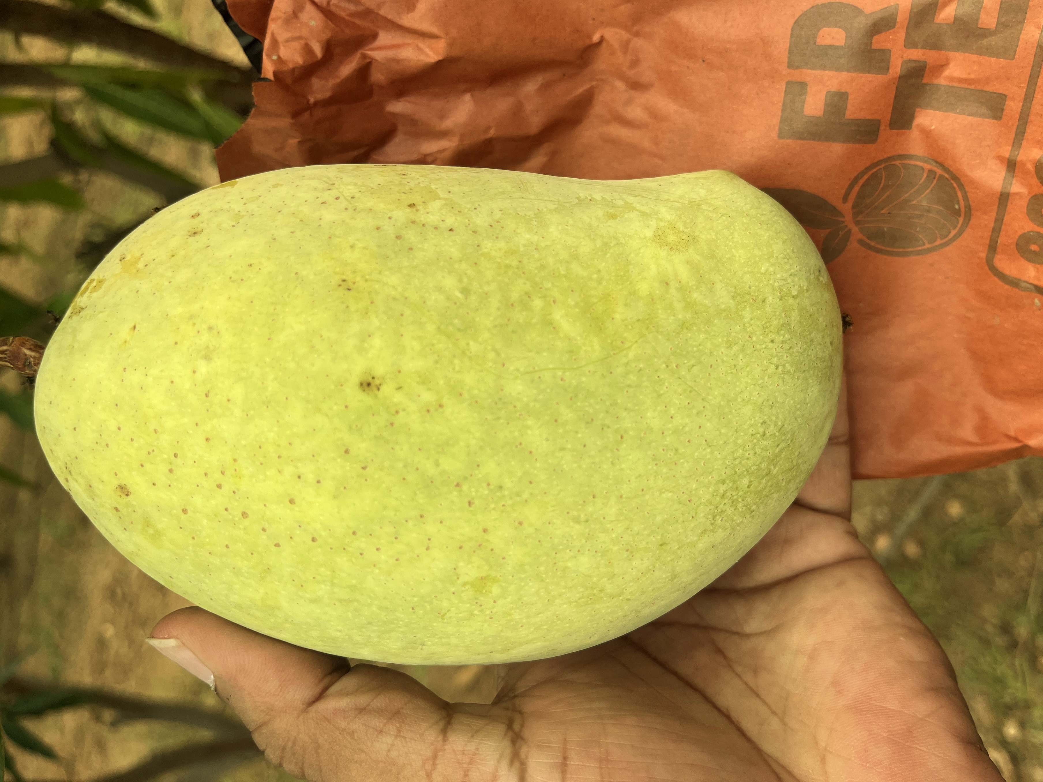 From the OM Farms orchard
