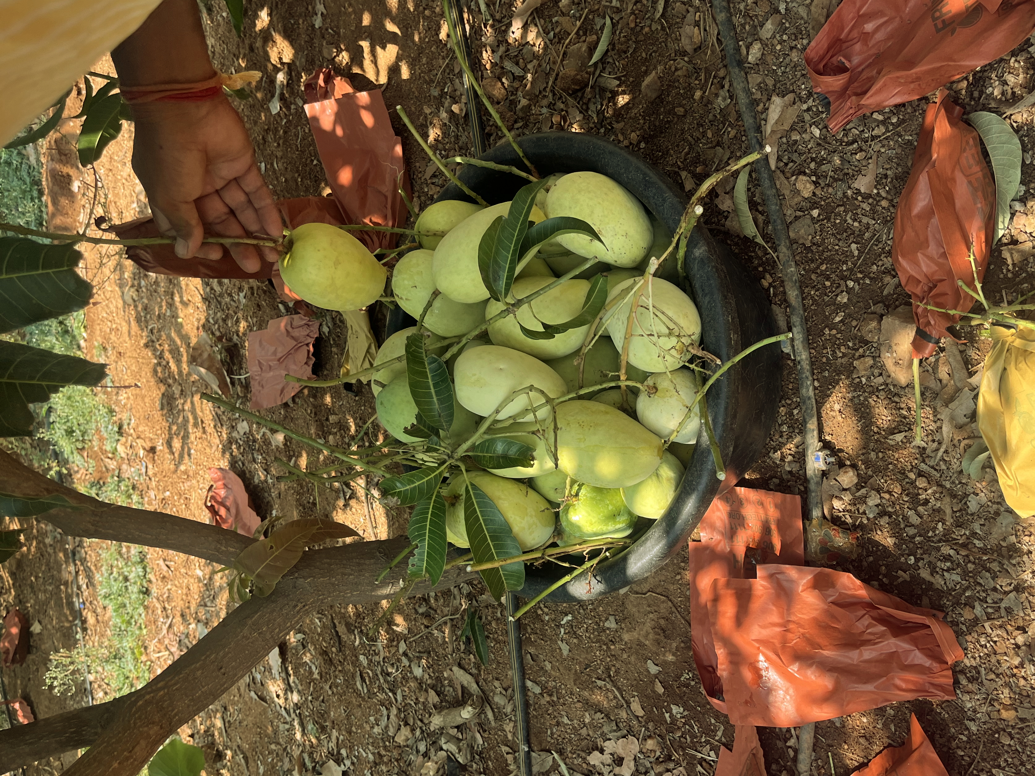 From the OM Farms orchard